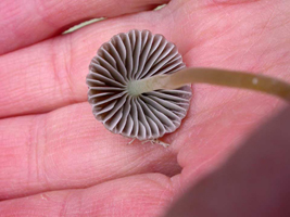 Mycena atroalboides, view showing widely-spaced gills.